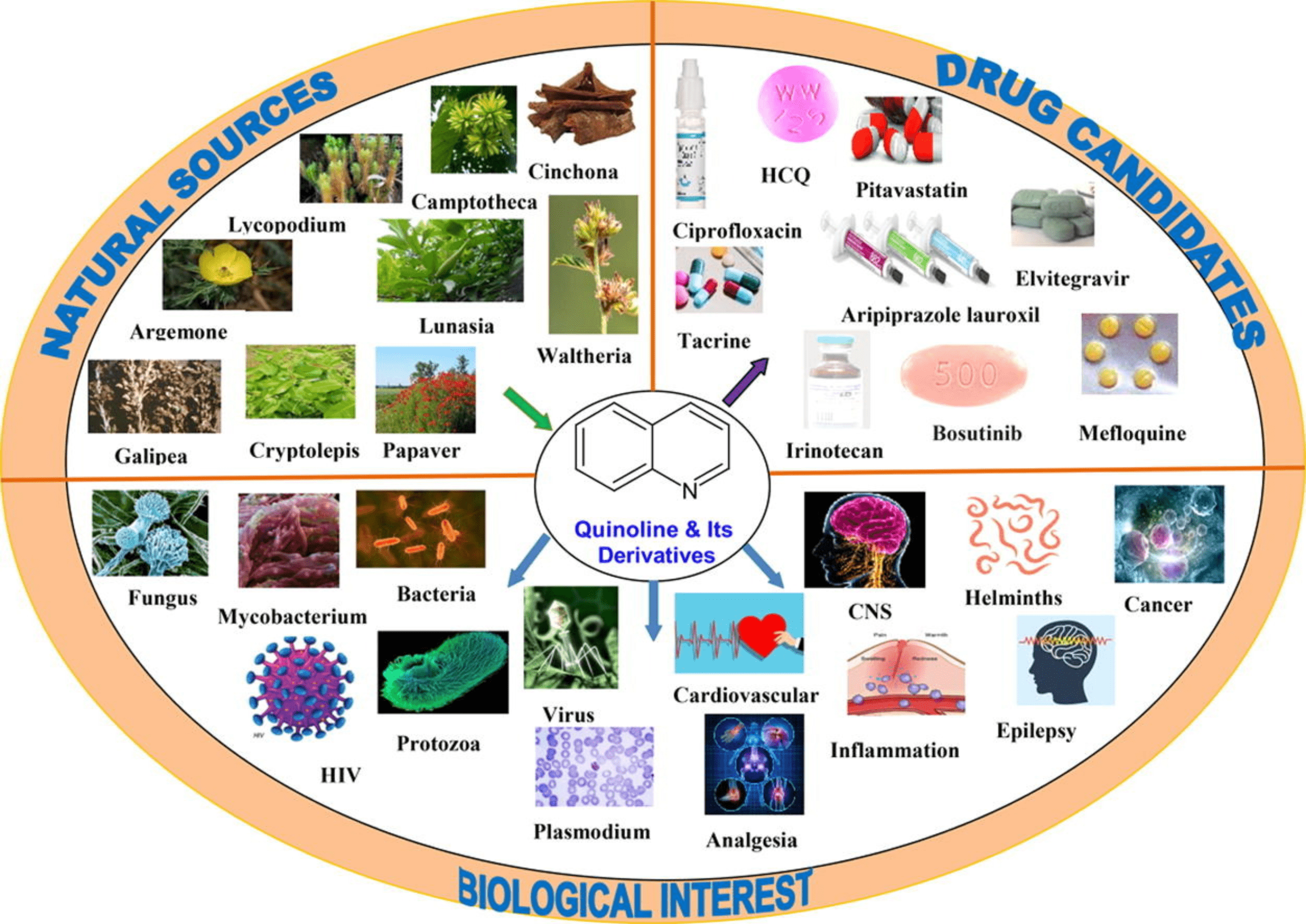 Matada: A comprehensive review on the biological interest of quinoline ...